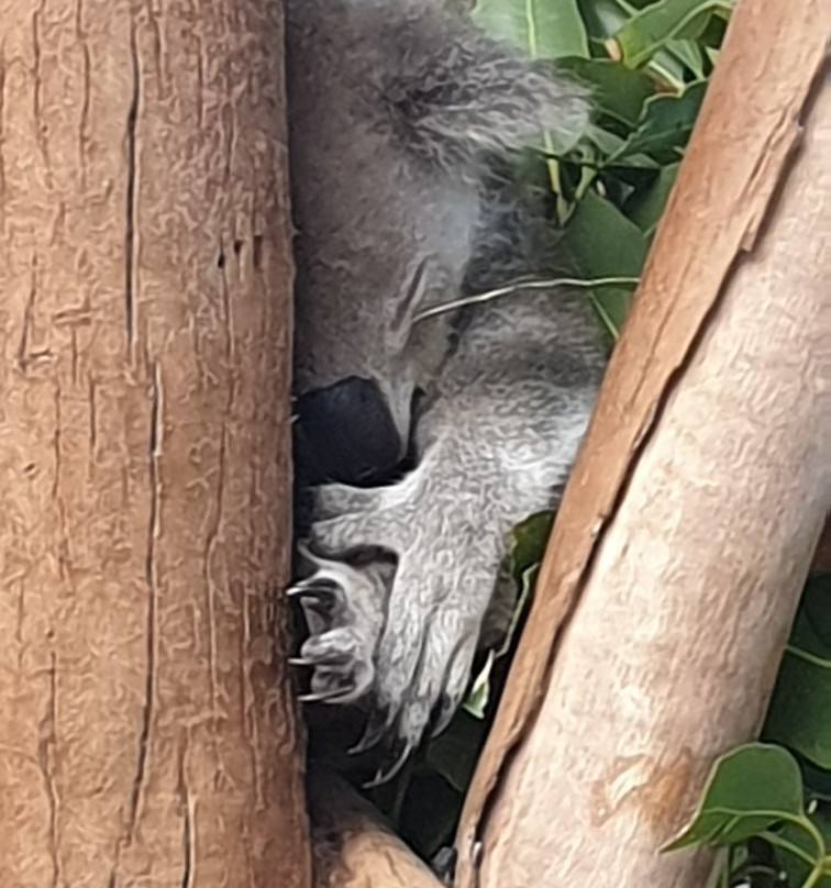 Koala Park Sanctuary景点图片