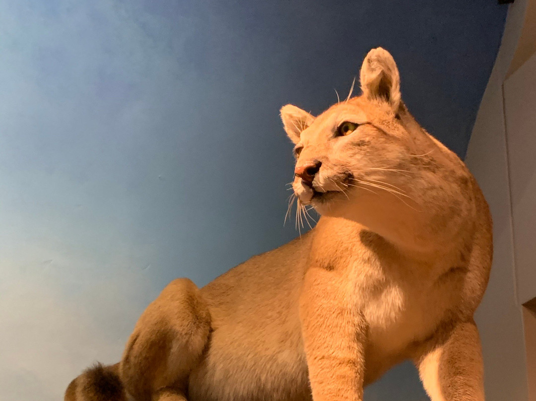 Schisler Museum of Wildlife & Natural History and McMunn Planetarium景点图片
