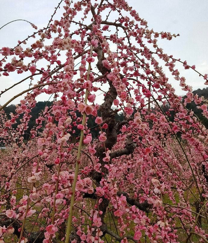 Miyazaki Farm-越生町必去景点