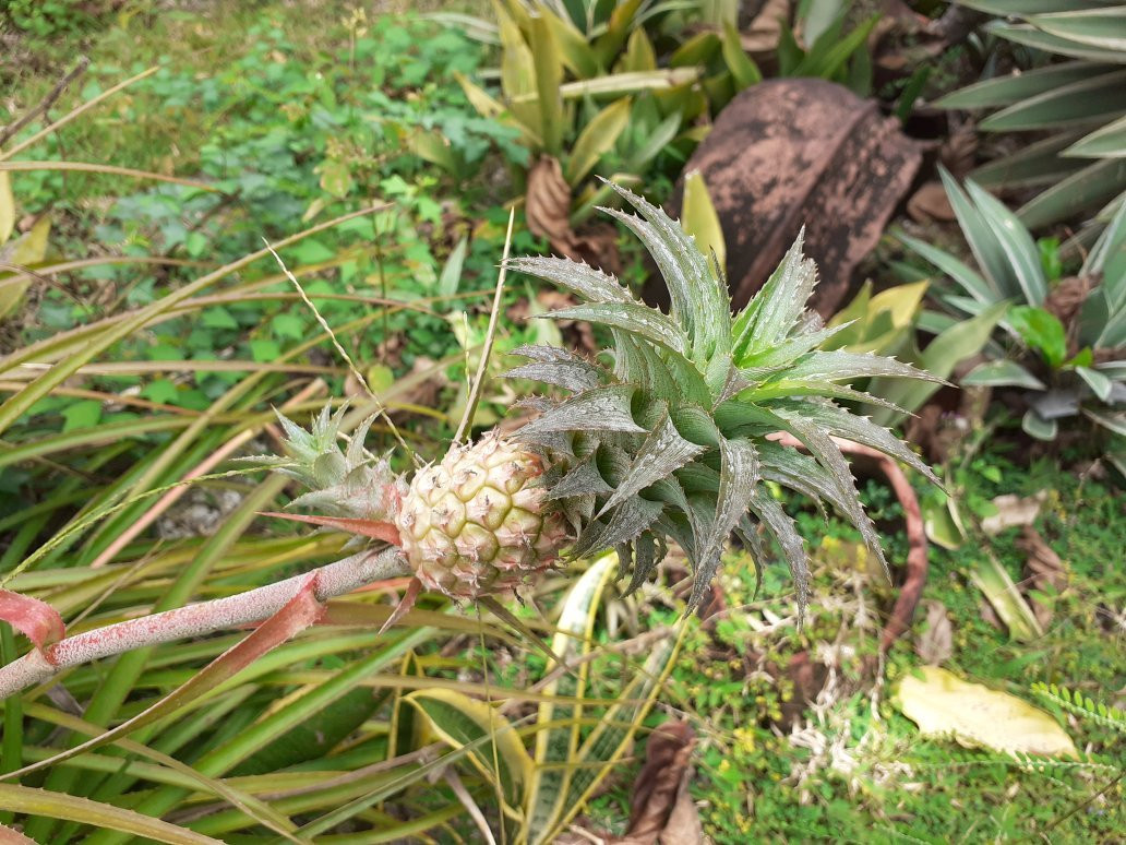 L'Ebène Verte主图