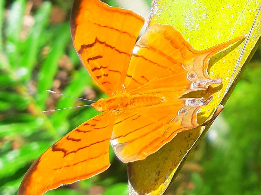 Soroa Orchid Botanical Garden-Soroa必去景点