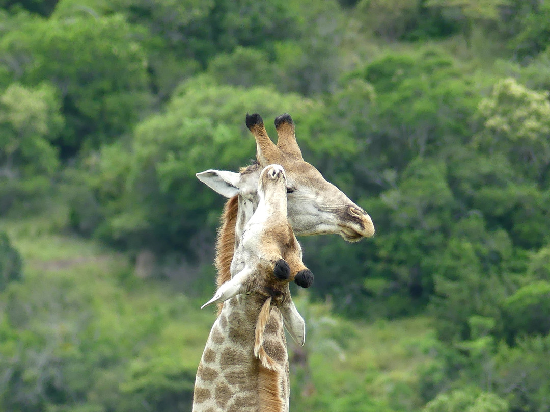 Inkwenkwezi Private Game Reserve-Carleen必去景点