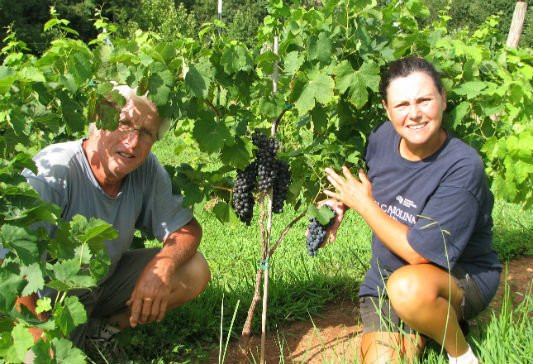 Menarick Vineyard & Winery景点图片