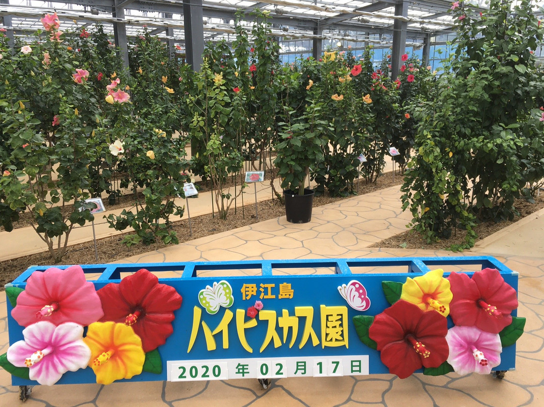 Iejima Hibiscus Garden-伊江村必去景点