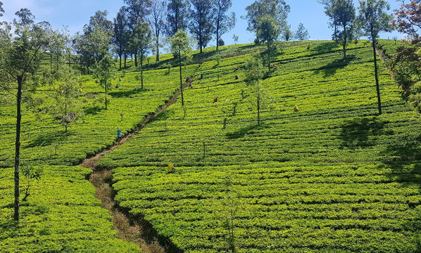 Booking Ceylon (PVT) Ltd-班托塔必去景点