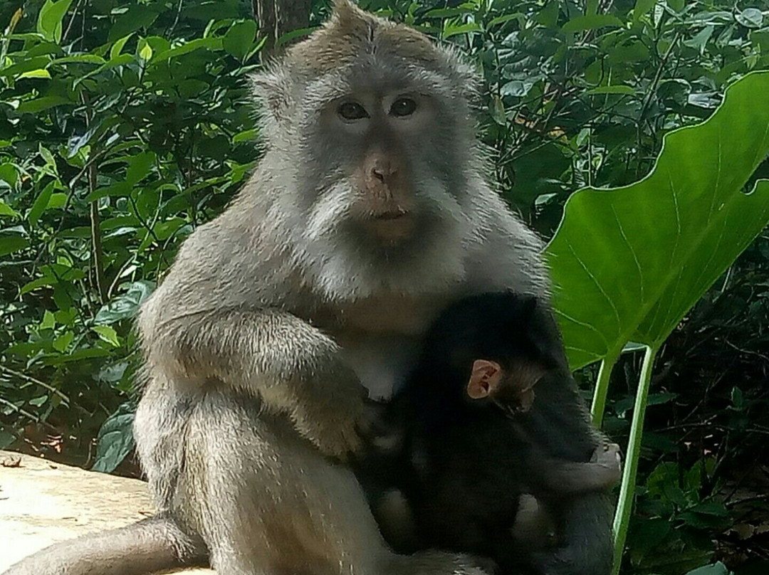 Sangeh Monkey Forest-Sangeh必去景点