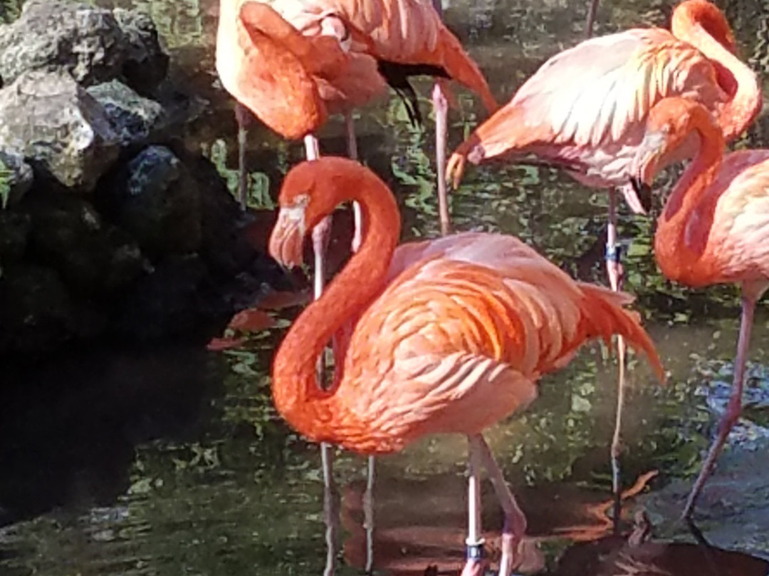 Ellie Schiller Homosassa Springs Wildlife State Park-Homosassa Springs必去景点