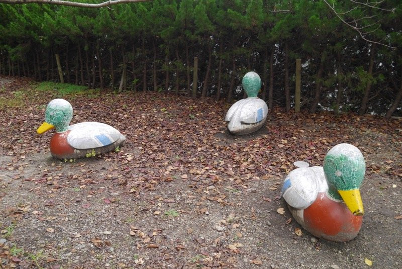 Mishima Pond-米原市必去景点