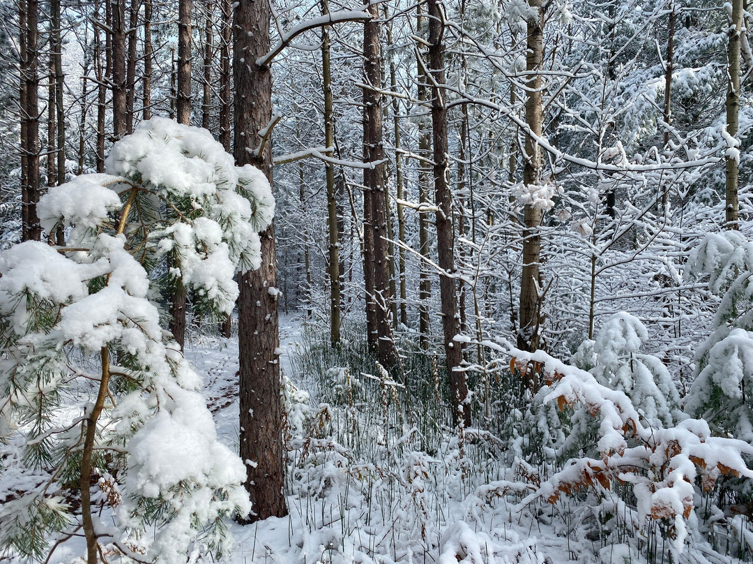 Tom Taylor Trail-Newmarket必去景点