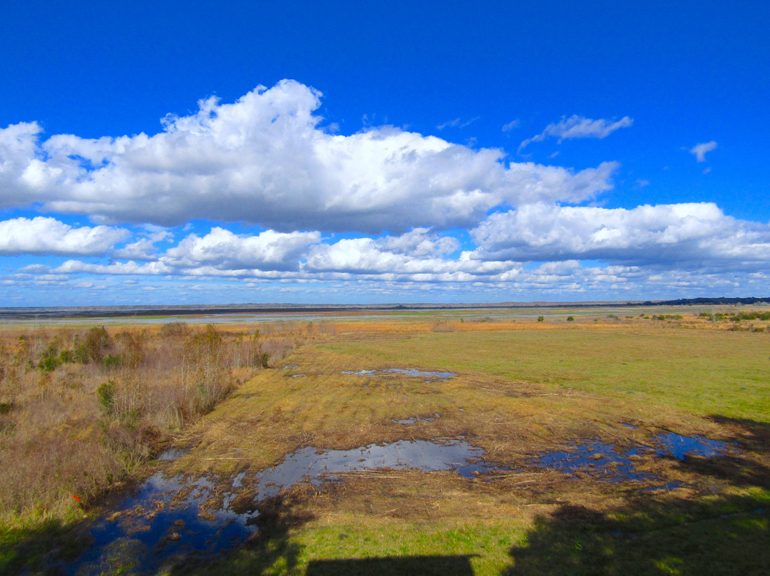 Paynes Prairie-盖恩斯维尔必去景点