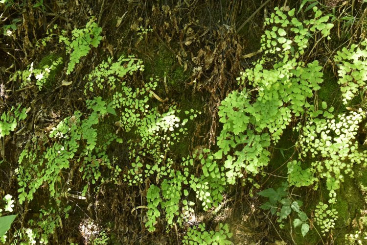 Municipal Botanical Park Baron Carlos Maria Schuel景点图片