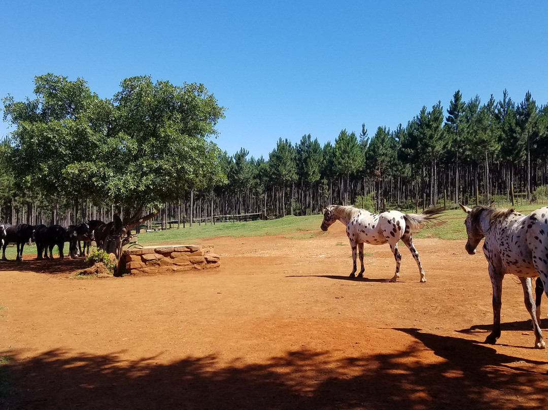 Kaapsehoop Horse Trails Volunteer Project-Kaapsehoop必去景点