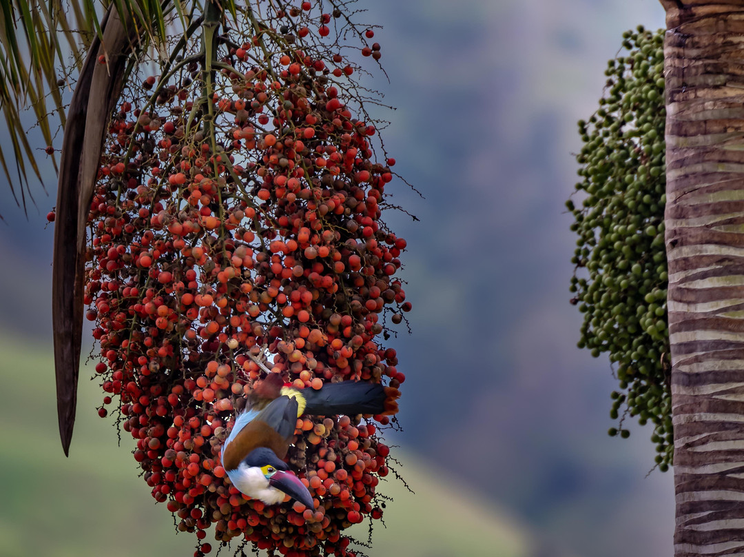 Valle del Cocora-萨伦托必去景点