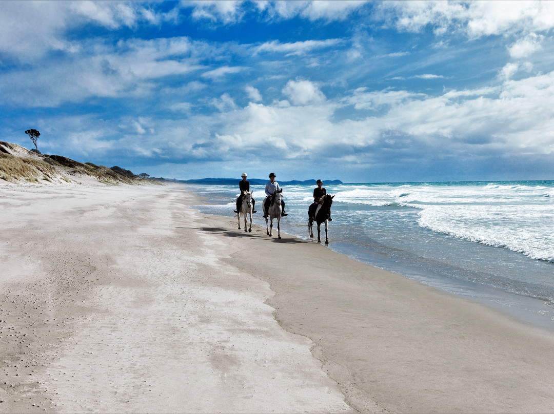 Pakiri Beach Horse Rides - Day Tours