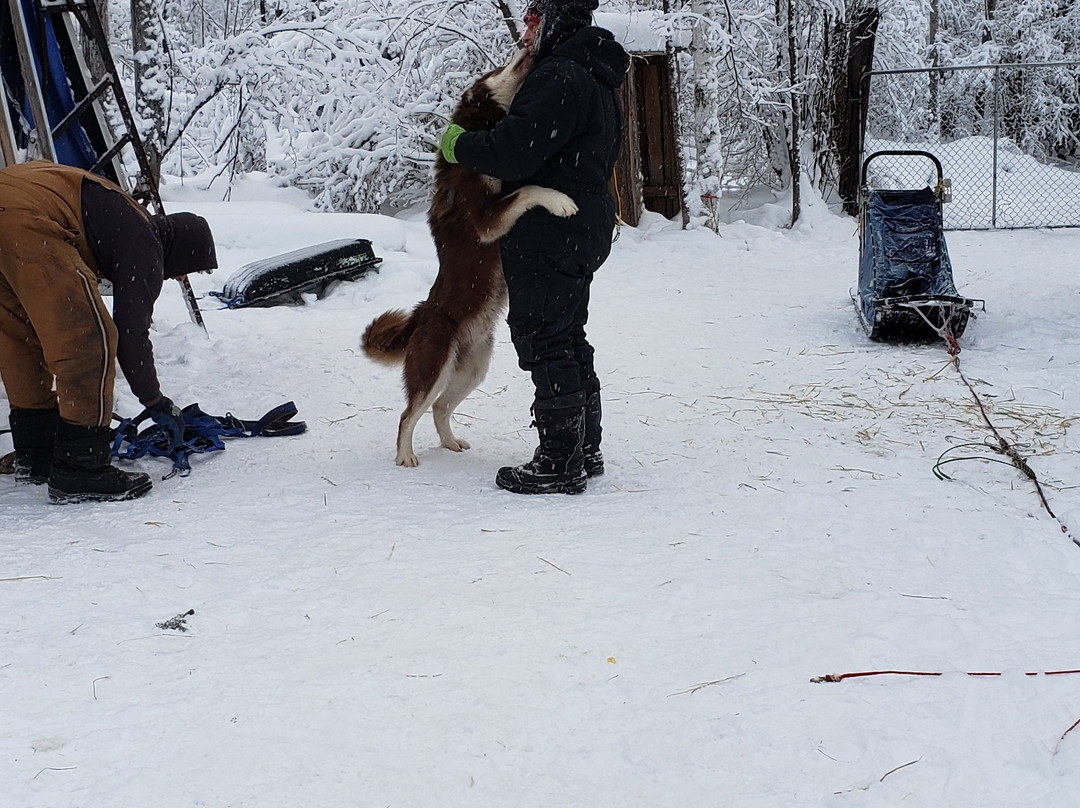Firewalker Alaskan Malamute-北极必去景点