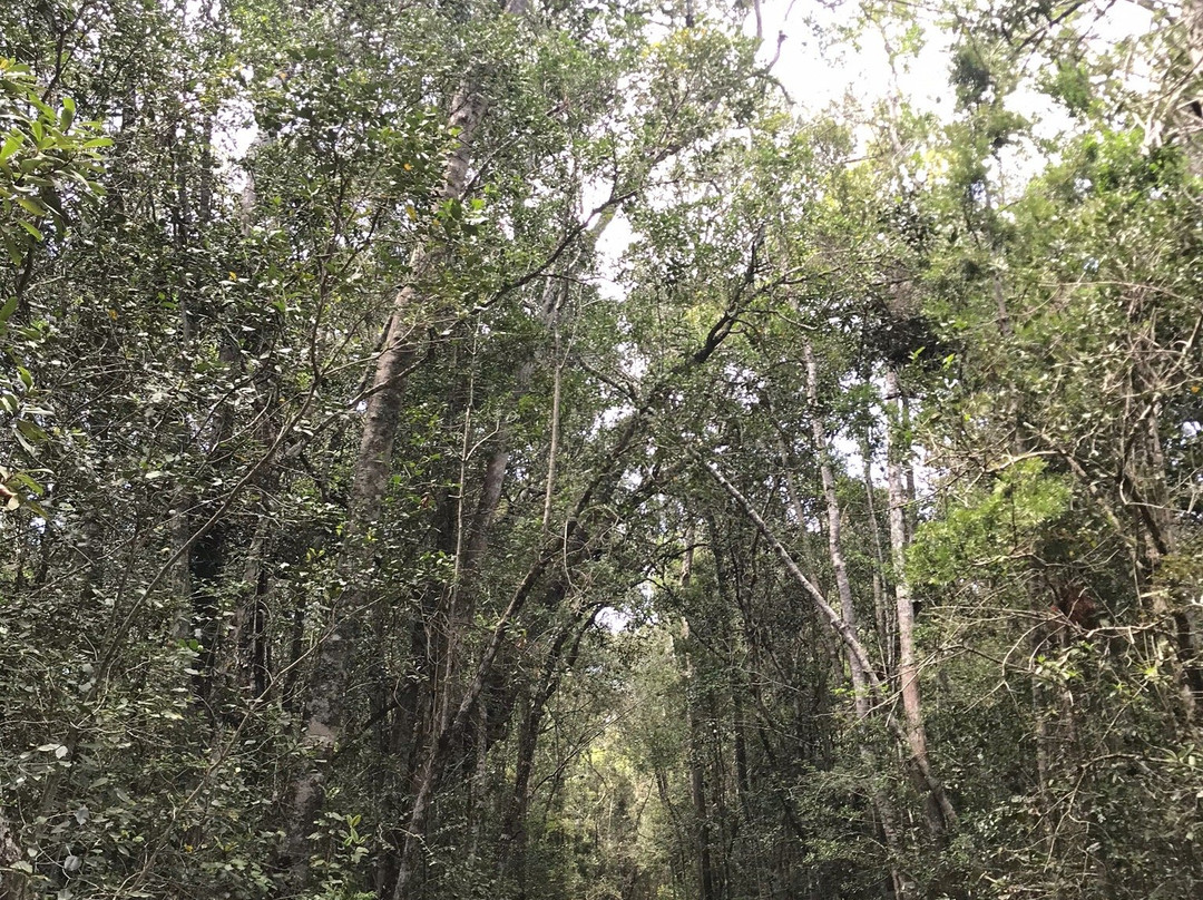 Circles in the Forest Trail景点图片