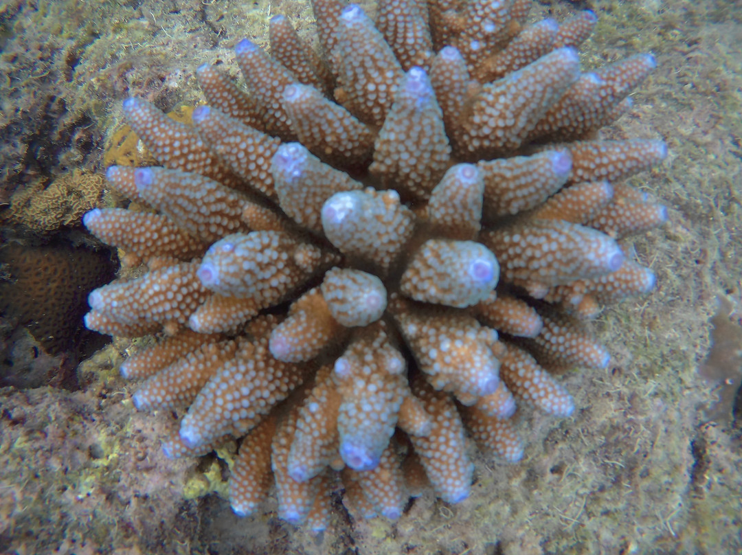 Ocean Tribe Scuba Diving-哈夫洛克岛必去景点