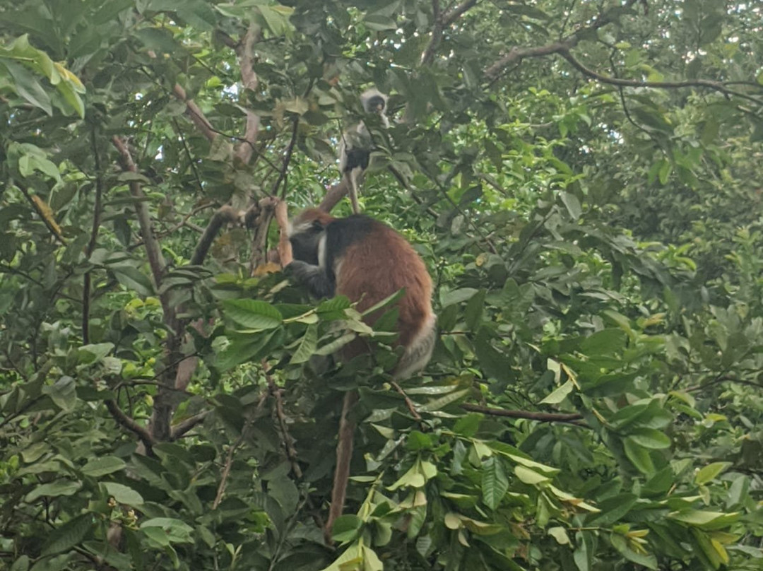 Sajawa  Tours-Dar es Salaam必去景点