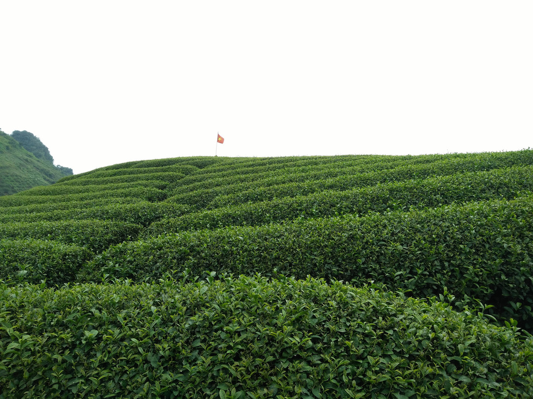 Moc Chau Tea Plantation-Moc Chau必去景点