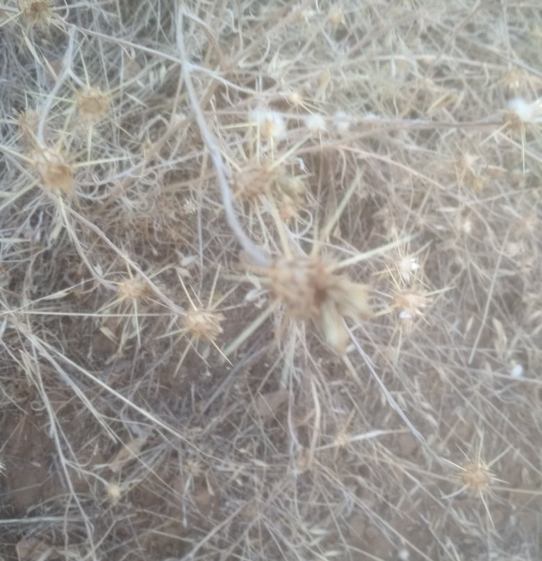 比德韦尔公园-奇科必去景点