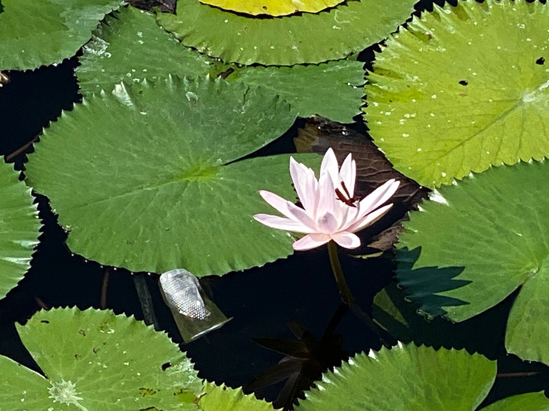 Lotus Lagoon景点图片