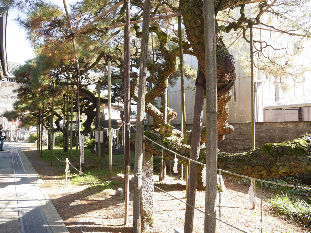 Murakumono Matsu-日田市必去景点