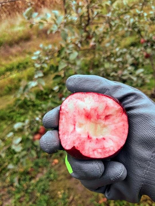Ten Eyck Orchard-Brodhead必去景点