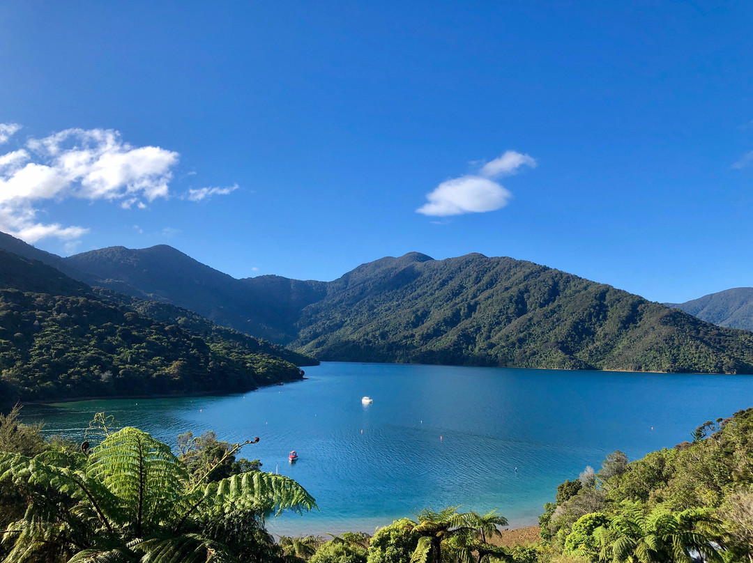 Punga Cove Resort主图