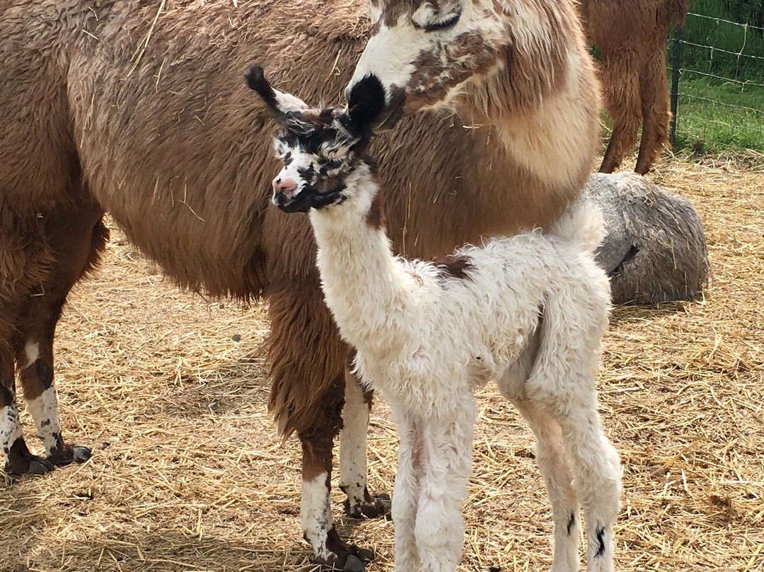 New Leaf Llama Farm-Oregon House必去景点