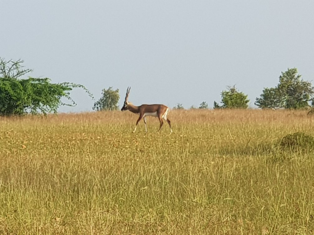 Jayamangali Blackbuck Reserve景点图片