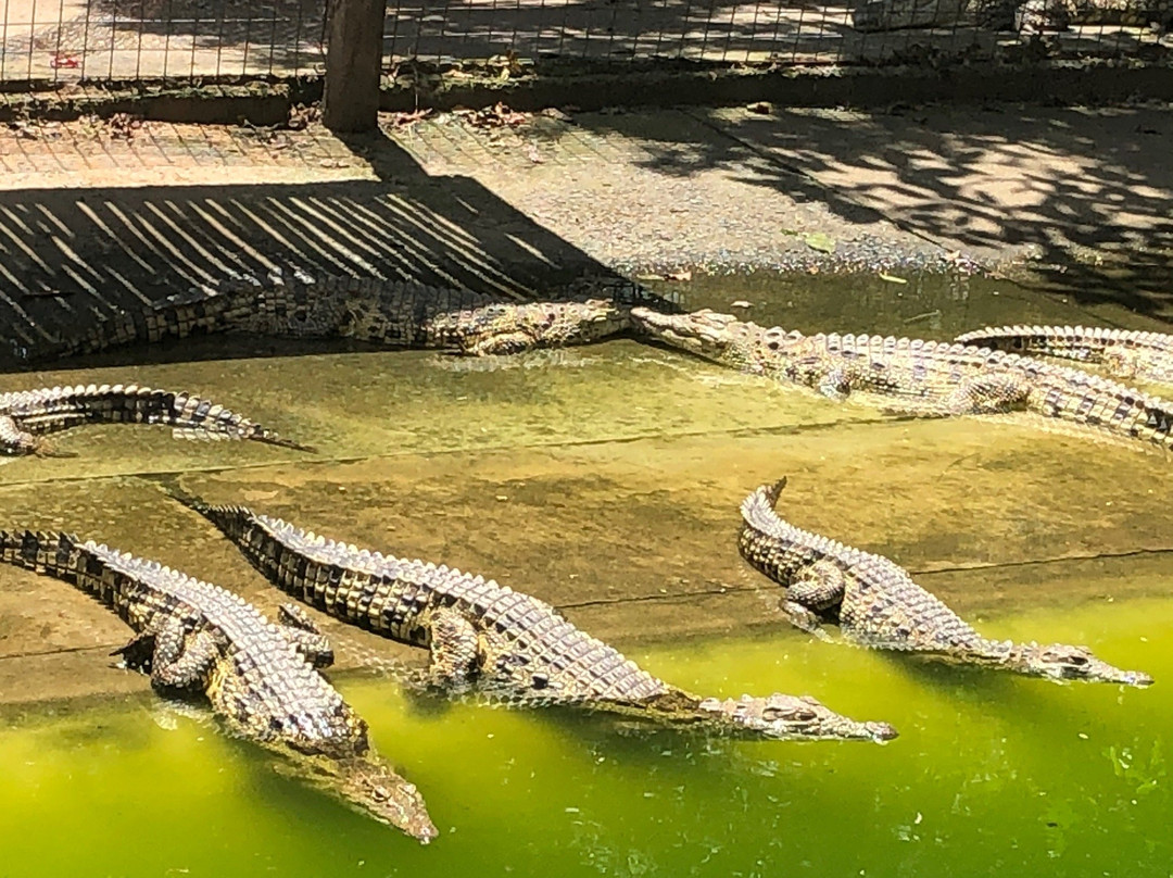 Crocodile Centre St Lucia景点图片