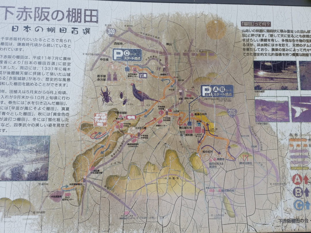 Shimoakasaka Tanada-千早赤阪村必去景点