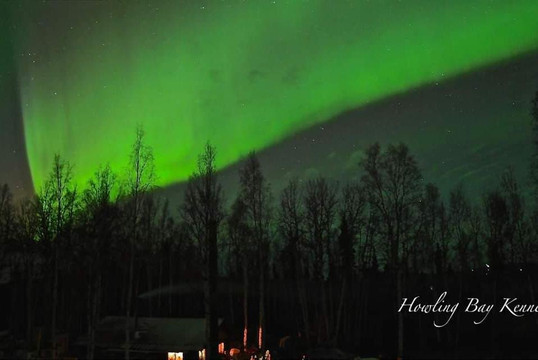 Howling Bay Kennel-费尔班克斯必去景点