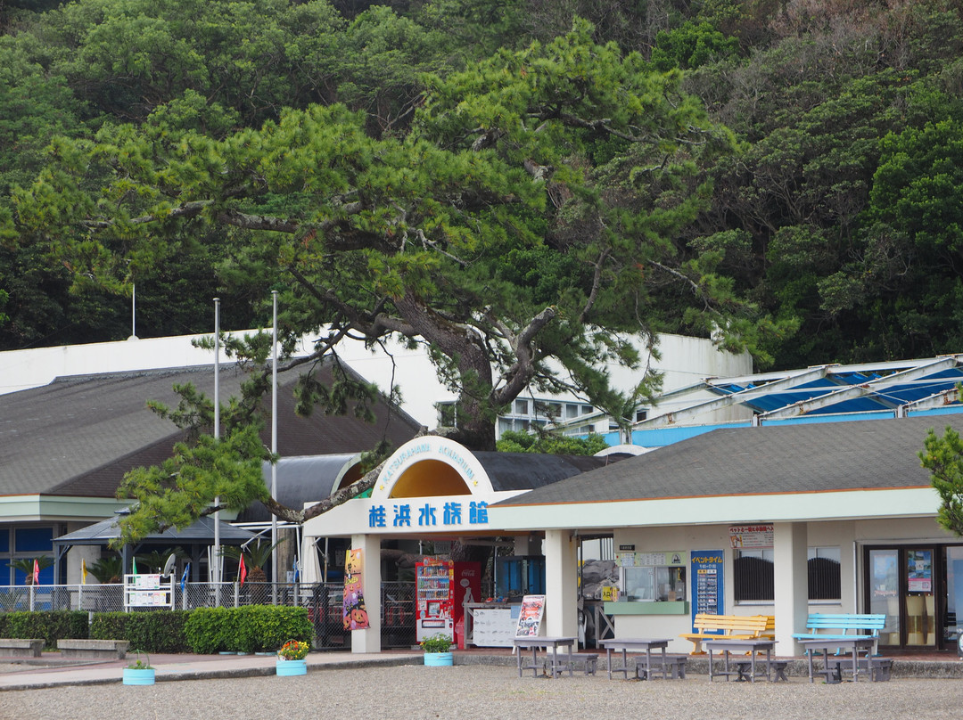 Katurahama Aquarium-高知市必去景点