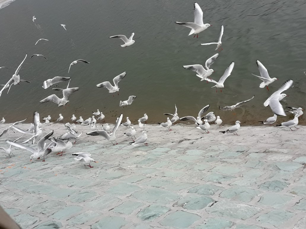 Khalij Fars Lake景点图片