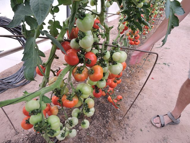 Vidor Center-Hazeva必去景点