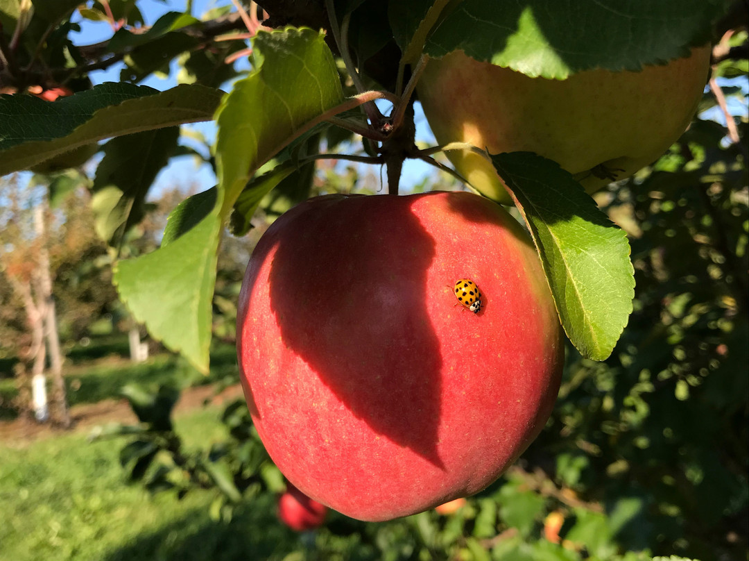 Orchard Home Farm-St. George必去景点