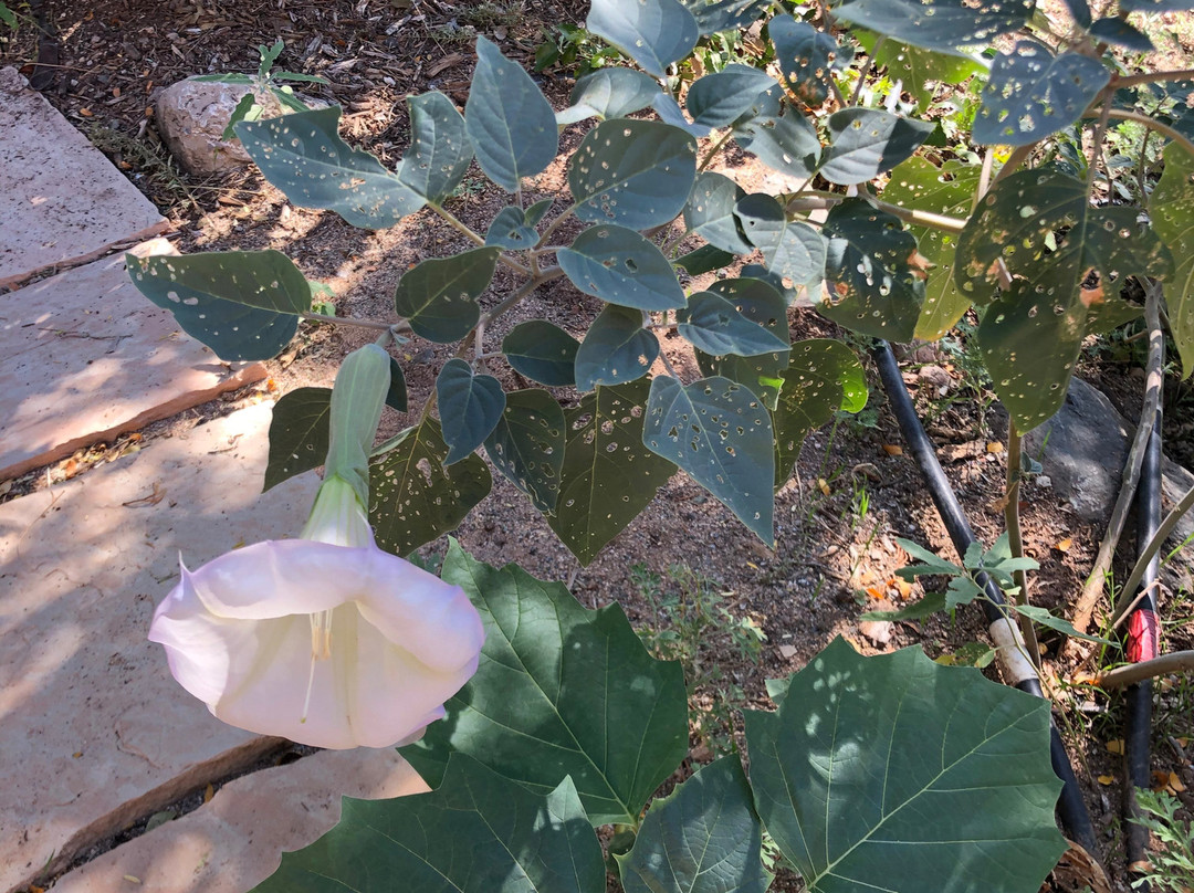 Mescal Canyon Retreat at Candlewood主图