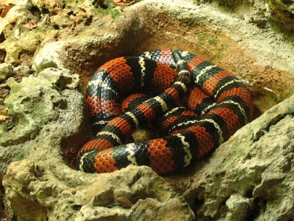 Zoológico Miguel Álvarez del Toro-图斯特拉古铁雷斯必去景点