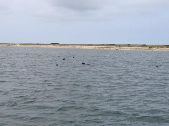 Beachcomber Tours-查塔姆必去景点