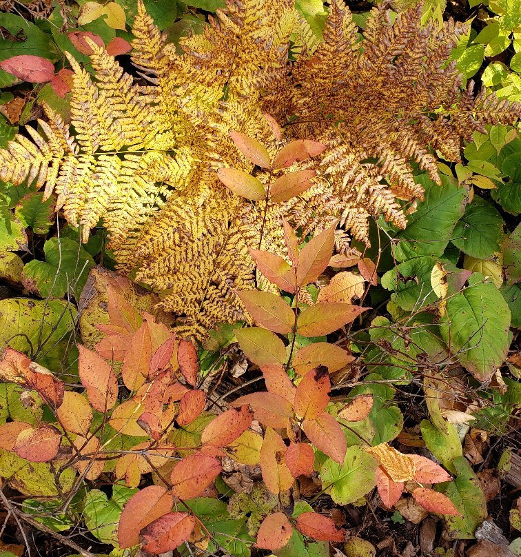 Caribou River-Beaver Bay必去景点