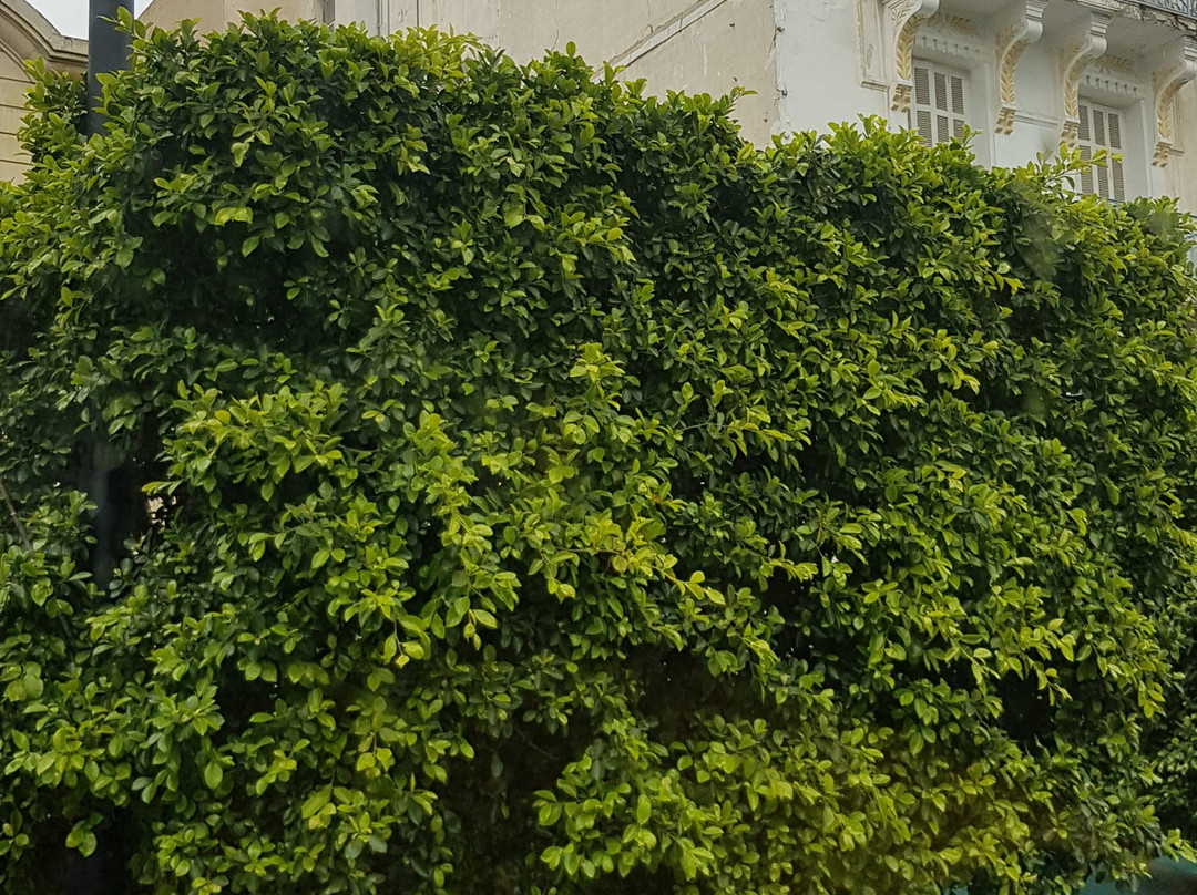 Avenue Habib Bourguiba-突尼斯必去景点