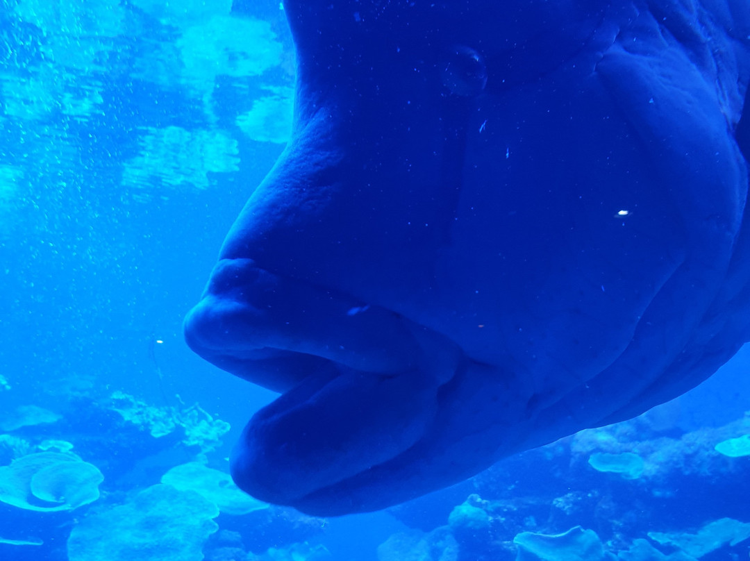 巴尔马水族馆-马洛卡帕尔马必去景点