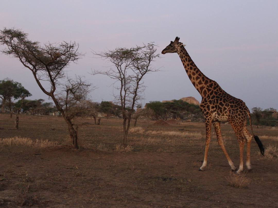 Uisso Adventures and Safari-莫西必去景点