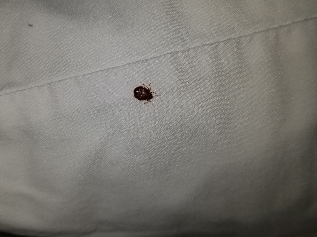 Baymont by Wyndham Decatur主图