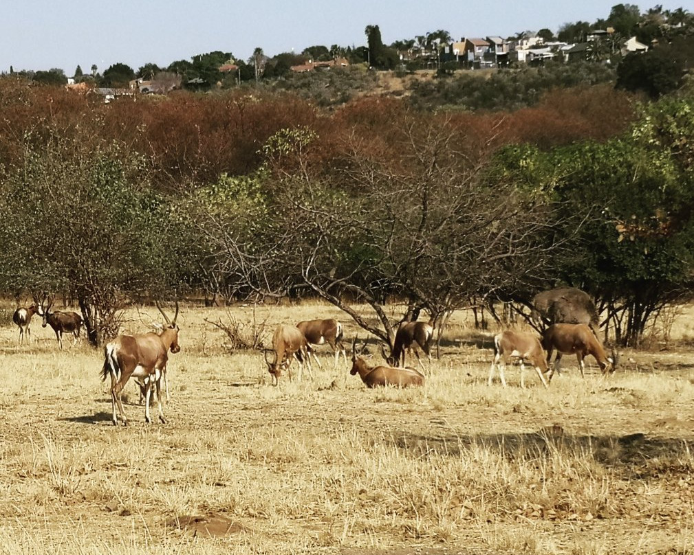 Moreleta Kloof Nature Reserve-比勒陀利亚必去景点