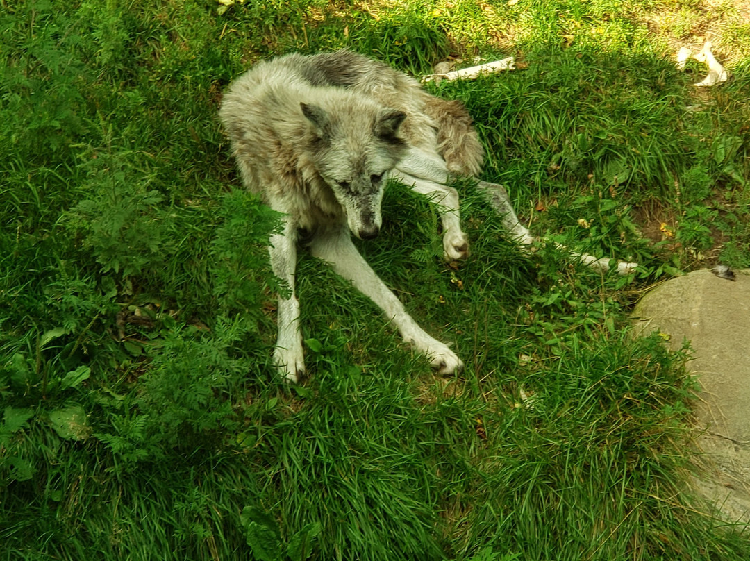 Haliburton Forest Wolf Centre景点图片