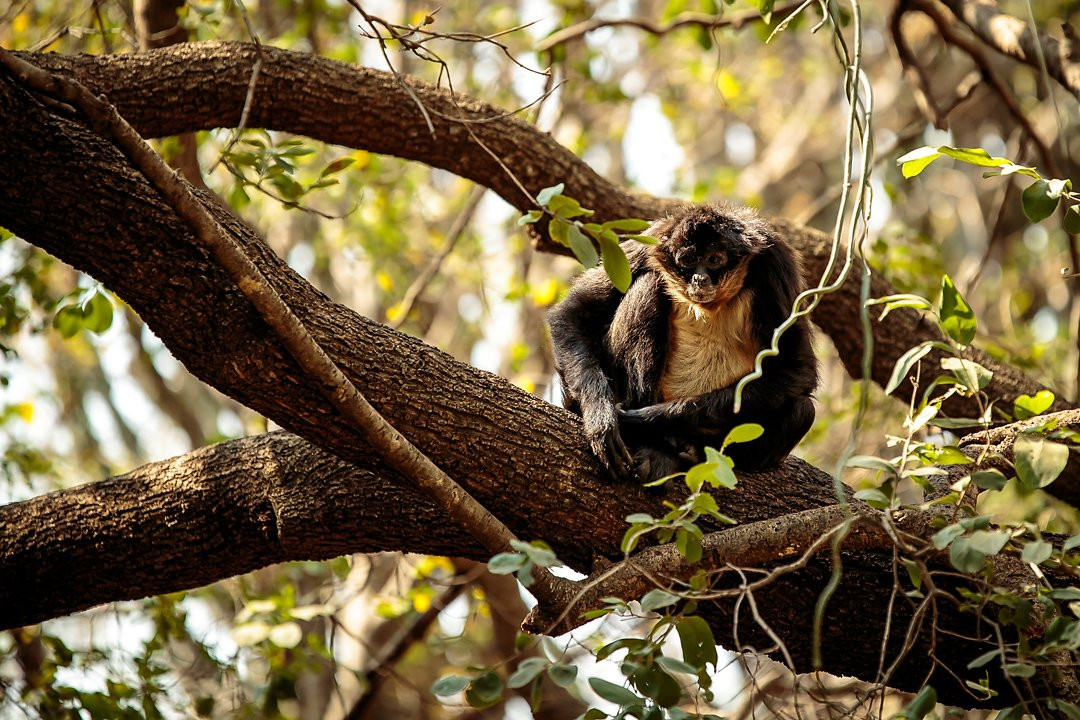 Bush Babies Monkey Sanctuary景点图片