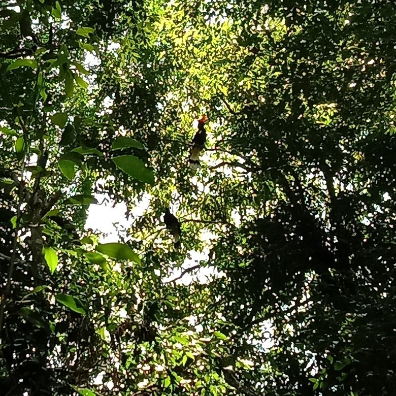 Bukit Lawang - Jungle Trekking Sumatra-武吉拉旺必去景点