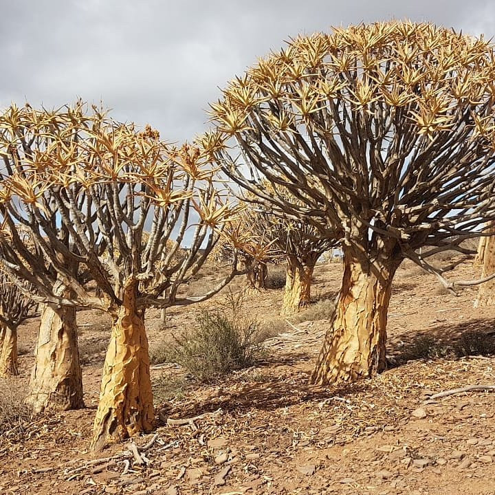 Quiver Tree Forest-Nieuwoudtville必去景点